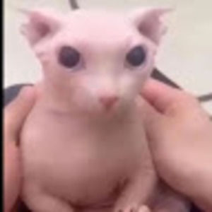 Meet your Posher, Joey